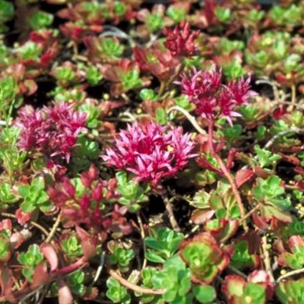 Teppich-Fettblatt-Pflanze mit grünen und roten Blättern und pinkfarbenen Blüten