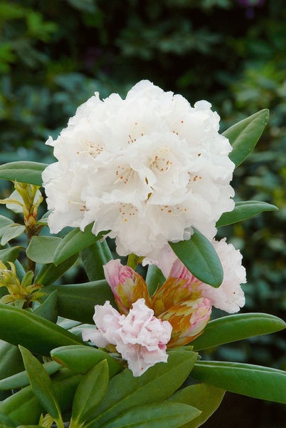 Rhododendron yakushimanum 'Schneekissen', weiß, 30–40 cm