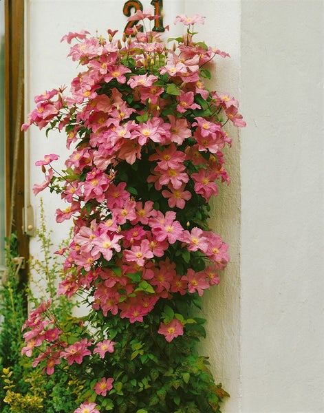 Kletterpflanze mit rosa Blüten schmückt Hauswand