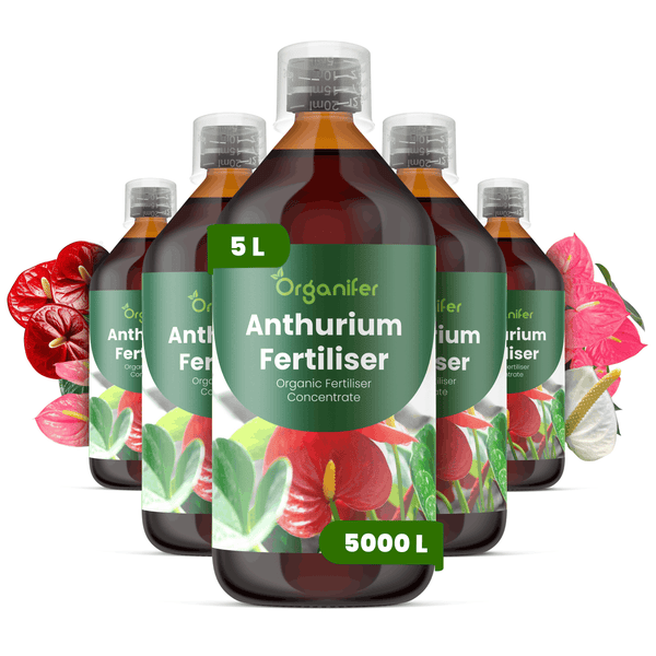Fünf Flaschen Organifer Anthurium Dünger, organisches Düngerkonzentrat, jeweils 5 Liter Inhalt für circa 5000 Liter Gießwasser.