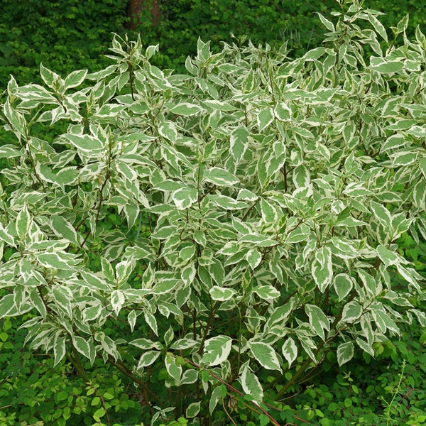 Hartriegelbusch mit Blättern