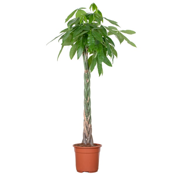 Pachira Aquatica - Geldbaum - Zimmerpflanze - Pflegeleicht – ⌀27 cm - ↕130-140 cm
