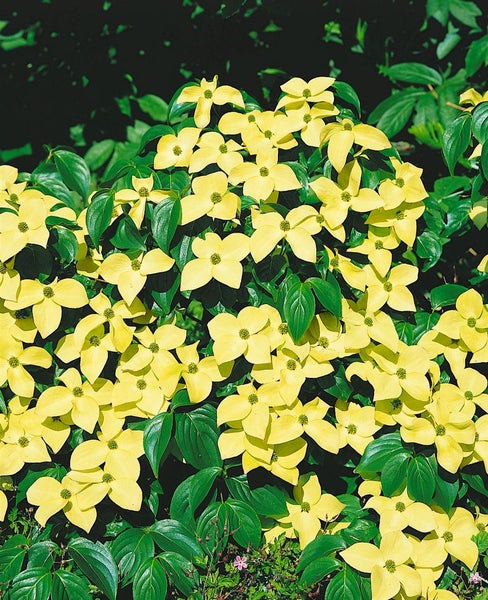 Cornus kousa chinensis 'China Girl', Chinesischer Blumen-Hartriegel, 60–80 cm