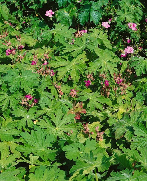 Geranium macrorrhizum 'Olympos', Balkan-Storchschnabel, ca. 9x9 cm Topf