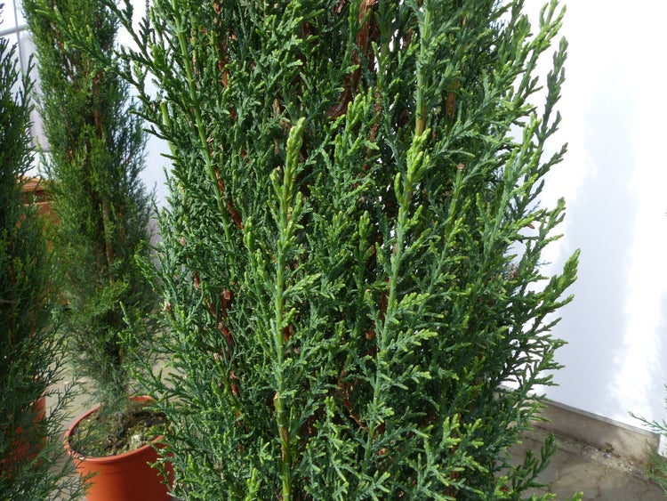 Immergrüne, säulenförmige Konifere im Pflanztopf mit dichten grünen Nadeln.