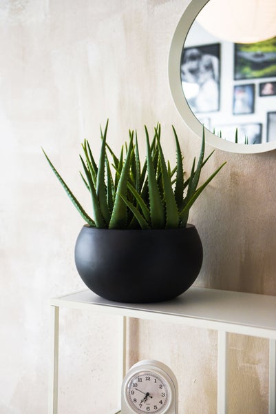 Aloe Vera Zimmerpflanze in schwarzer Schale auf einem weißen Metallregal neben einem runden Spiegel.