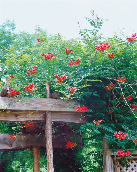 Campsis radicans 'Flamenco', Trompetenblume, leuchtend rot, 40–60 cm