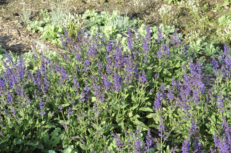 Salvia nemorosa 'Viola Klose', Steppensalbei, violett, ca. 9x9 cm Topf