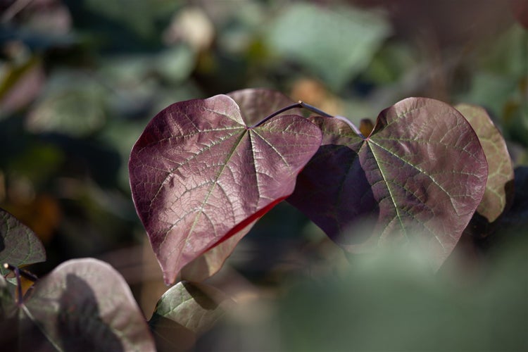 Catalpa erubescens 'Purpurea', Purpur-Trompetenbaum, 80–100 cm