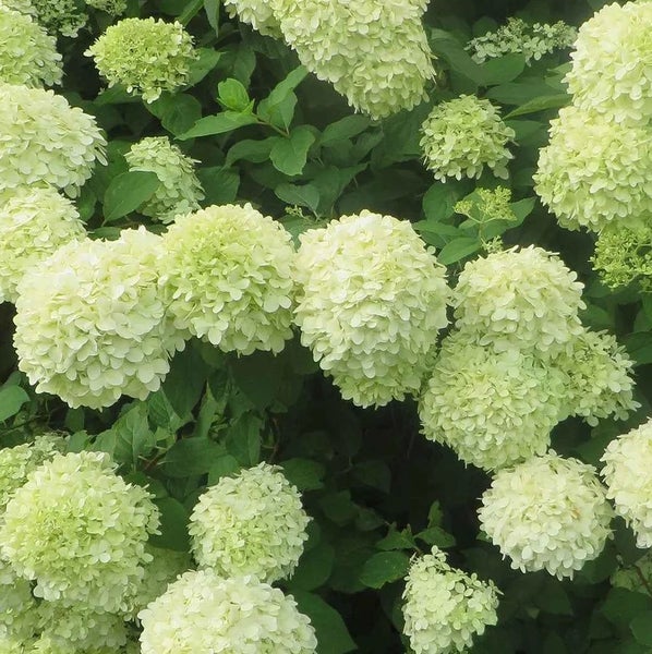 Nahaufnahme von blühenden Hortensien im Garten