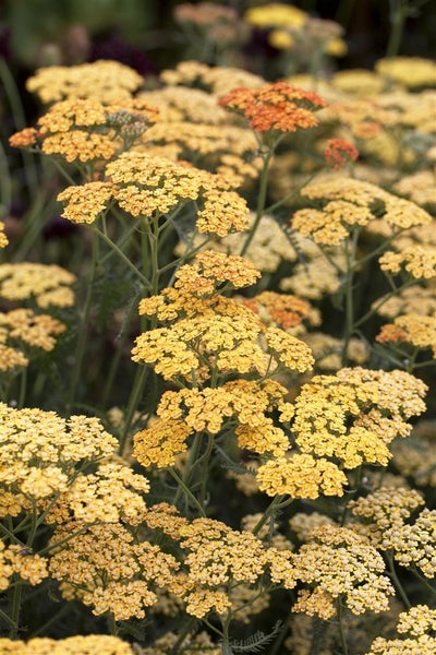 Achillea millefolium 'Terracotta', Schafgarbe, orange, ca. 9x9 cm Topf
