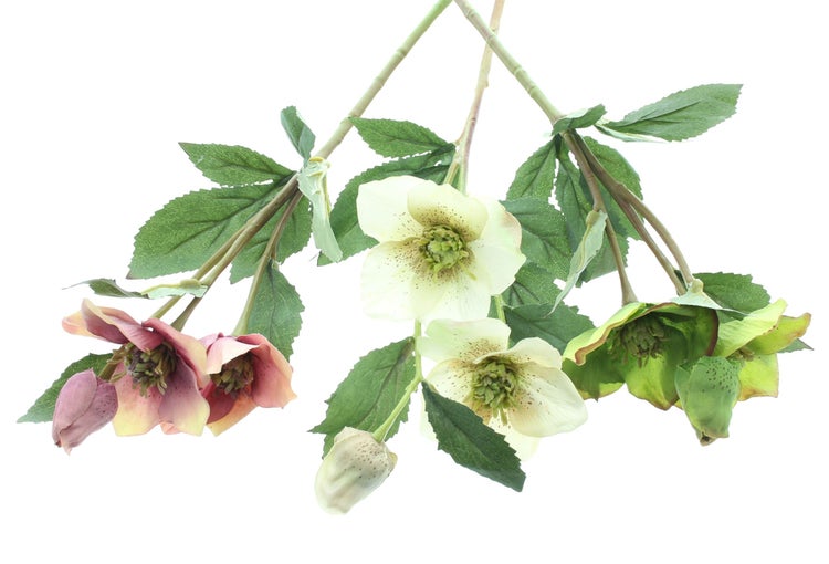 FRANK FLECHTWAREN | Kunstblume Christrose, 3er Set, KUNSTSTOFF, L: 40 cm