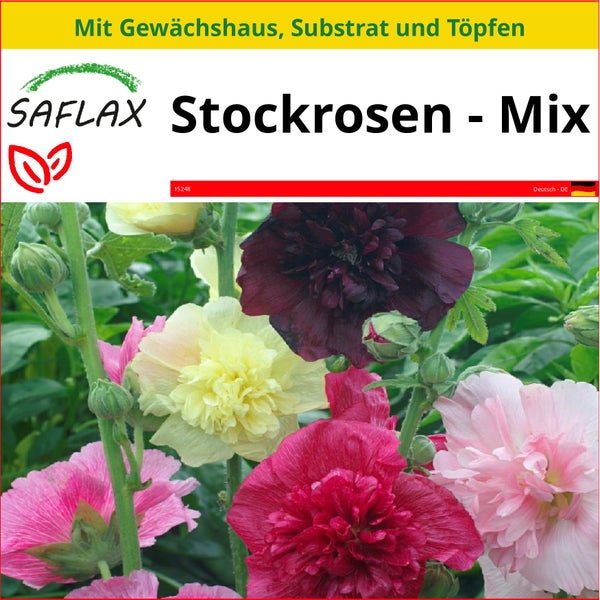 SAFLAX Anzucht Set - Stockrosen - Mix - Alcea rosea - 100 Samen - Mit Mini-Gewächshaus, Anzuchtsubstrat und 2 Töpfen