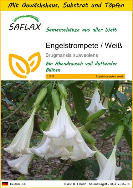 SAFLAX Anzucht Set - Engelstrompete / Weiß - Brugmansia suaveolens - 10 Samen - Mit Mini-Gewächshaus, Anzuchtsubstrat und 2 Töpfen