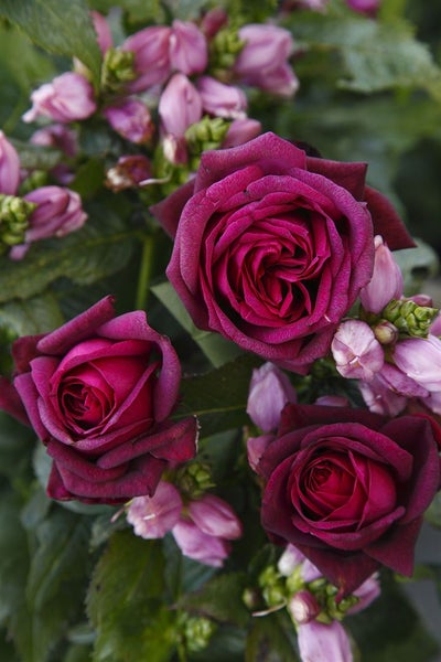 Rosa 'Gräfin Diana', Edelrose, rosa, 5-7,5 Liter Container