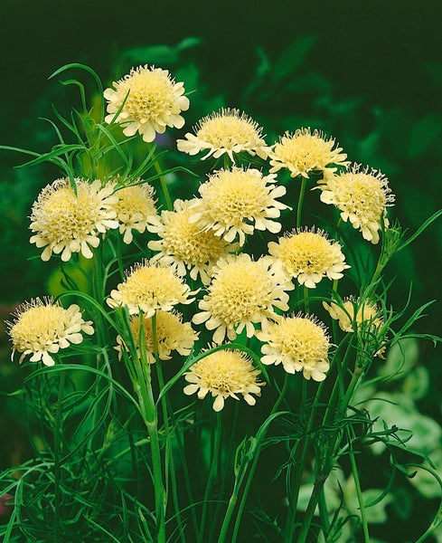 Scabiosa ochroleuca, Gelbe Skabiose, ca. 9x9 cm Topf