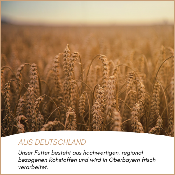 Feld mit Getreide für Tierfutter aus Deutschland