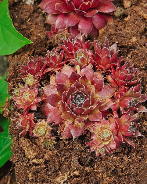 Sempervivum marmoreum 'Pilatus', Hauswurz, ca. 9x9 cm Topf