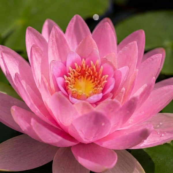 Nahaufnahme einer blühenden Wasserlilie für den Gartenteich