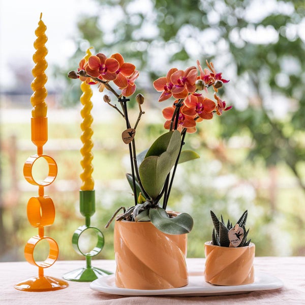 Kolibri Orchids Geschenkset Optimismus kleiner Pfirsich Grünpflanze mit orangefarbener Phalaenopsis-Orchidee in Candy-Ziertöpfen auf weißem Bio-Tablett