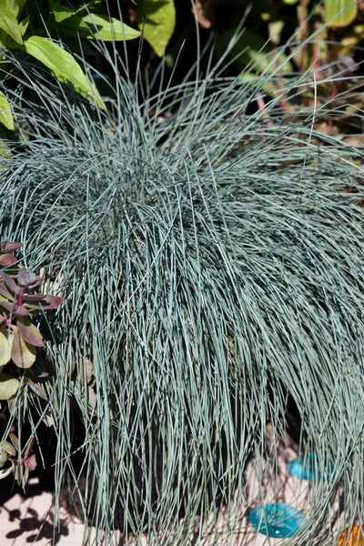 Blaues Ziergras im Garten