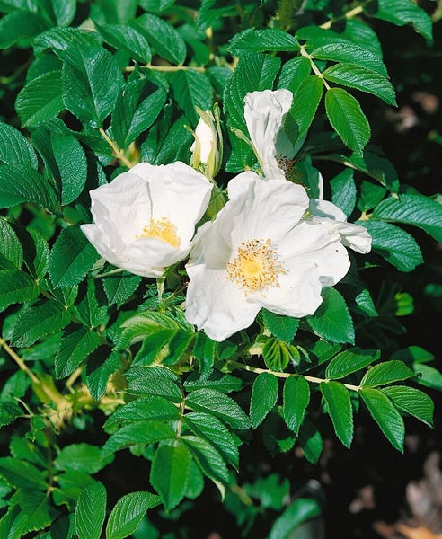 Weiße Kartoffelrose mit gelben Staubgefäßen und kräftig grünen Blättern.