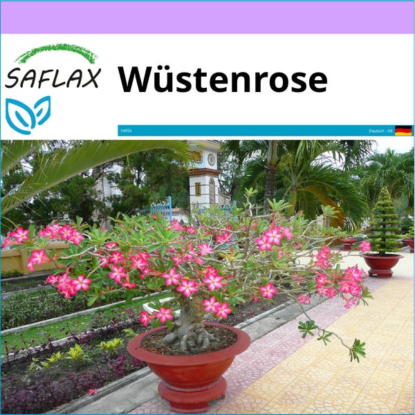 SAFLAX  - Wüstenrose - Adenium obesum - 8 Samen