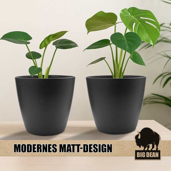 Zwei Zimmerpflanzen Monstera in runden, mattem Pflanzkübeln auf einem Holztisch mit Big Dean Logo.