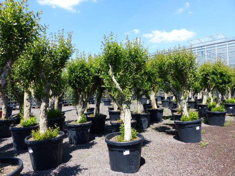 XL knorriger alter Punica Granatum 180 - 220 cm Granatapfelbaum Obstbaum Obst