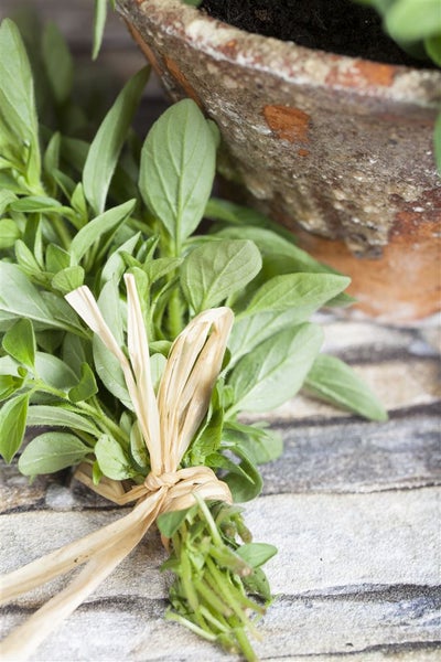 Bund Oregano mit Bastband und Blumentopf