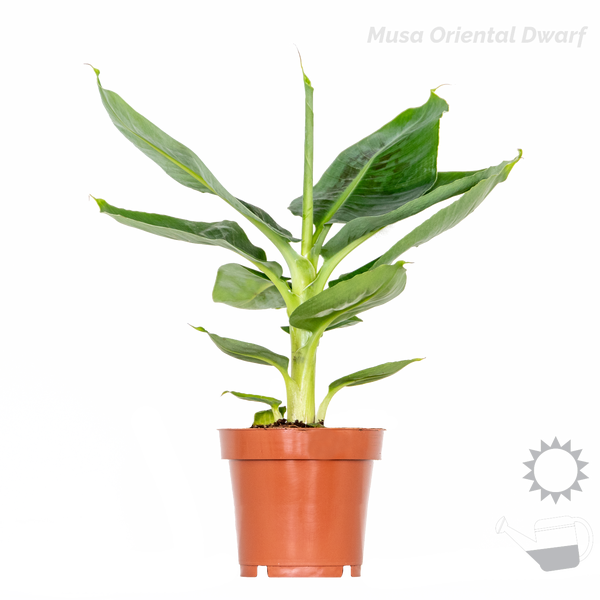 Bloomique - 4er-Mix - Tropische Zimmerpflanzen - Musa, Chamaedorea, Codiaeum, Coffea - Luftreinigend - 20-40 cm Hoch - Topf 12 cm