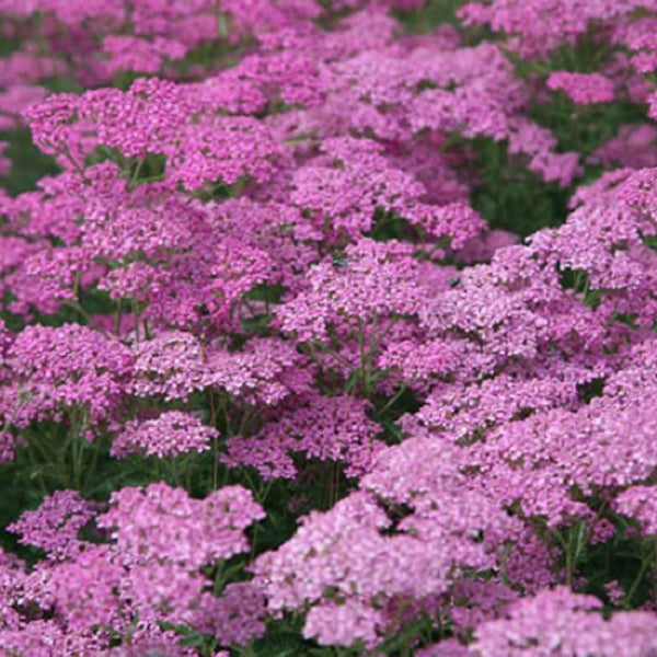 Feld von Schafgarbe Pflanzen