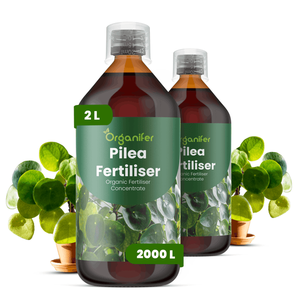 Zwei Flaschen Organifer Pilea Dünger, jeweils 2 Liter, organisches Düngerkonzentrat für Pilea-Pflanzen.