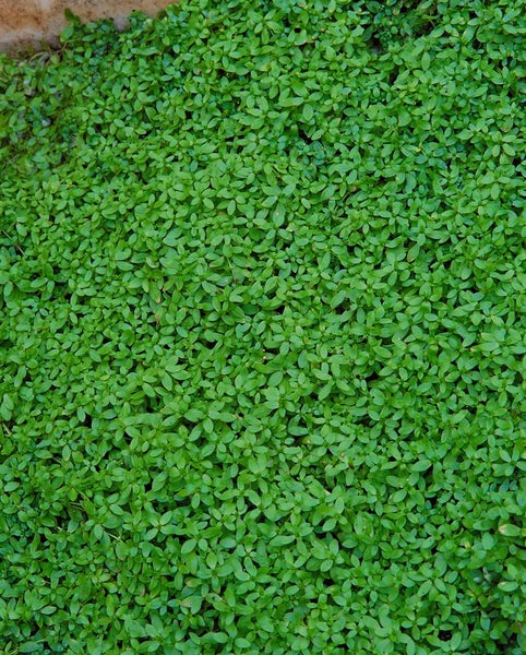 Callitriche palustris, Wasserstern, ca. 9x9 cm Topf