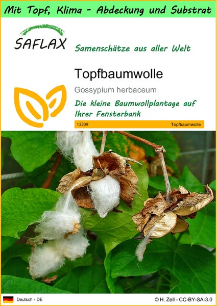 SAFLAX Garden to go - Topfbaumwolle - Gossypium herbaceum - 12 Samen - Mit Topf, Klima - Deckel und Anzuchtsubstrat