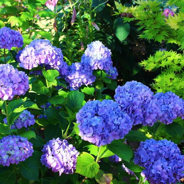 Nahaufnahme von blauen Hortensienblüten in einem Garten.