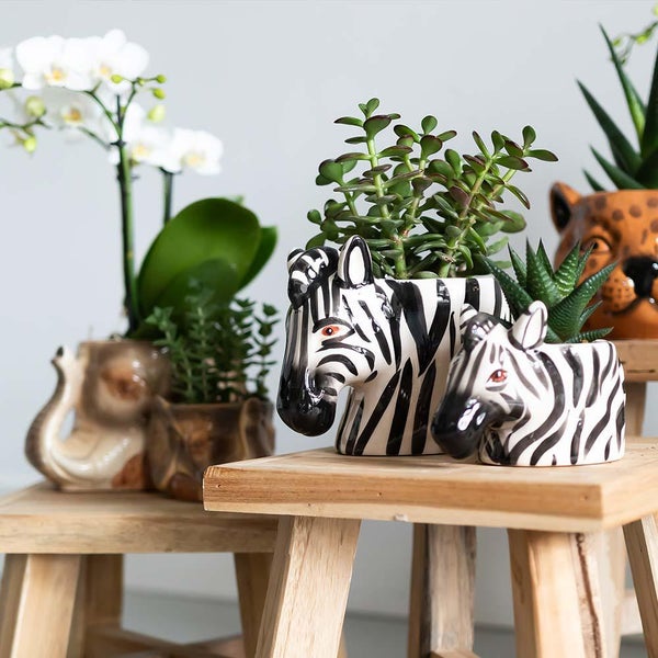 Dekorative Pflanzgefäße in Zebraform auf Holzhockern mit Pflanzen
