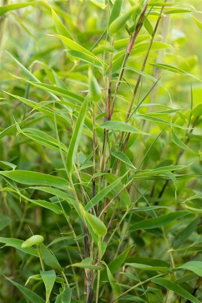 Fargesia 'Maasai', Bambus, immergrün, 175–200 cm