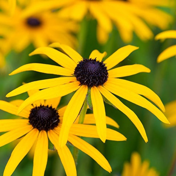 Nahaufnahme von Rudbeckia Blumen