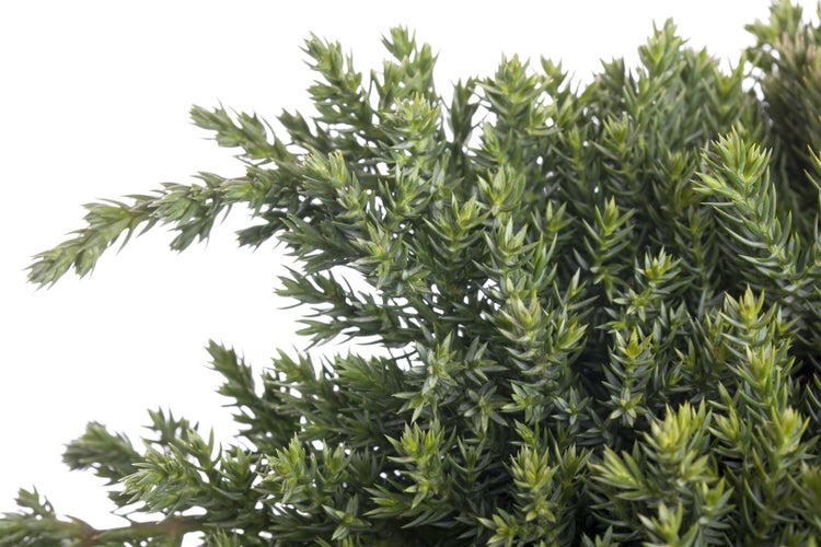 Juniperus procumbens 'Nana', Kriech-Wacholder, 20–25 cm