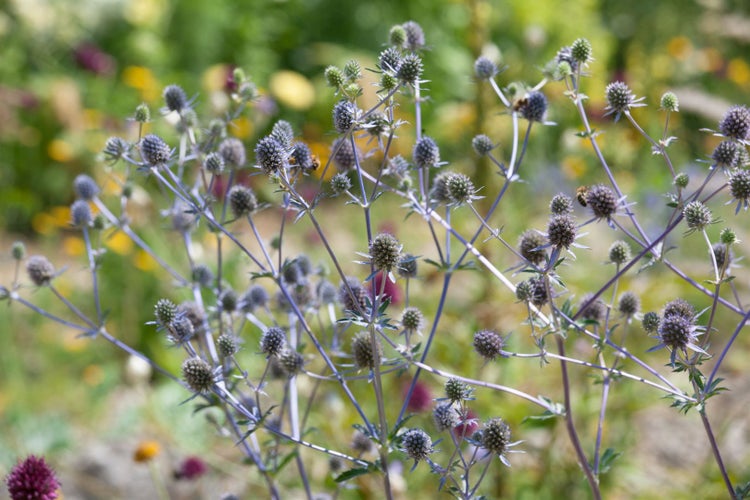 Eryngium planum 'Blaukappe', Edeldistel, stahlblau, ca. 9x9 cm Topf