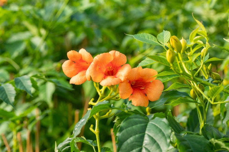 Campsis radicans 'Indian Summer', Trompetenblume, orange, 80 cm Stammhöhe