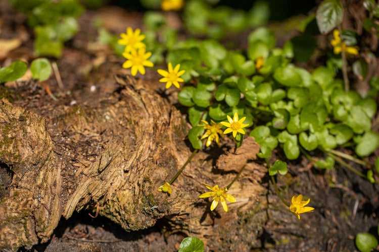 Scharbockskraut mit gelben Blüten auf Baumstamm im Garten