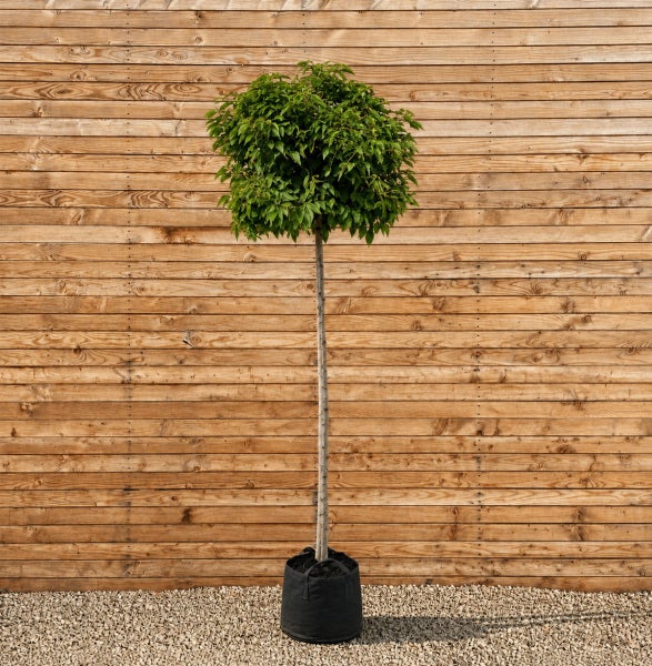 Stämmchen mit dichter runder Baumkrone im Pflanzsack vor einer Holzwand