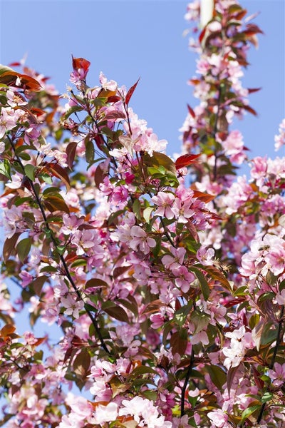 Blühender Zierapfelbaum mit zahlreichen hellrosa Blüten und kleinen Blättern gegen den Himmel.