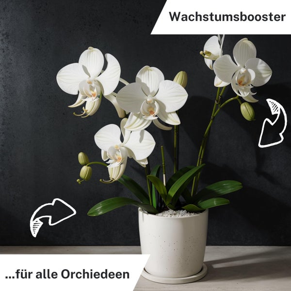 Greenyp 60x Orchideen Düngestäbchen I Universal NPK Orchideendünger für kraftvolle Blüten I Langzeitdünger mit Extra Eisen und 3 Monate Düngekraft.