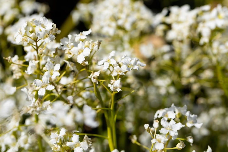 Cardamine trifolia, dreiblättrige Zahnwurz, ca. 9x9 cm Topf