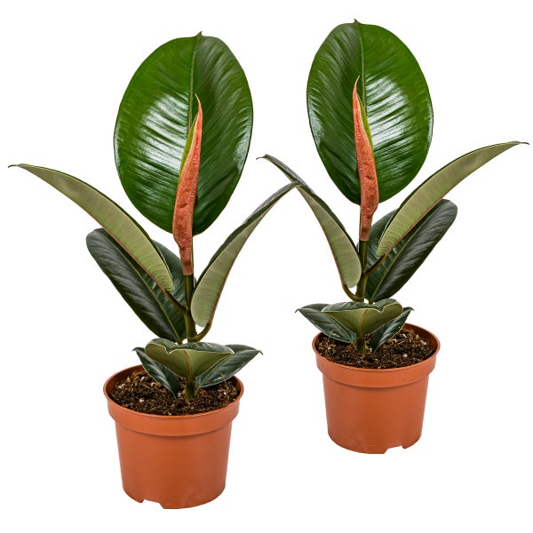Bloomique - 2er Set - Ficus Elastica Robusta - Gummibaum - Zimmerpflanzen - Luftreinigend - Pflegeleicht - Höhe 30-40 cm - Topf 12 cm