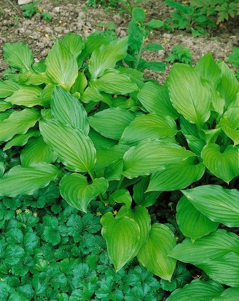 Hosta elata, Funkie, grün, ca. 11x11 cm Topf