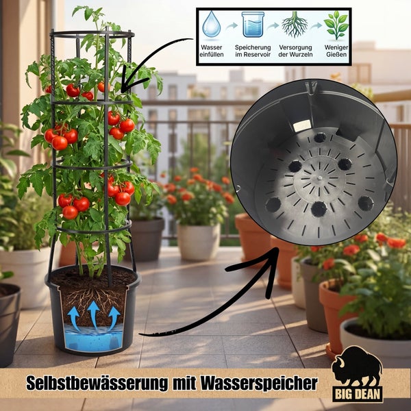 Tomatenpflanze mit Rankhilfe in einem Topf mit Selbstbewässerungssystem und Wasserspeicher sowie Big Dean Logo.